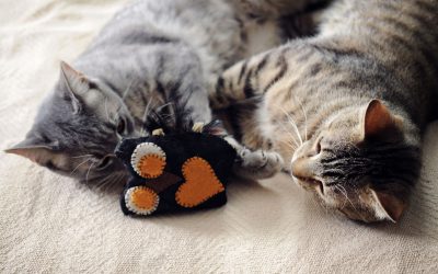 The Best Cat Toys to Keep Your Feline Friend Entertained