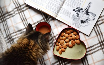 The Importance of Choosing the Right Cat Food