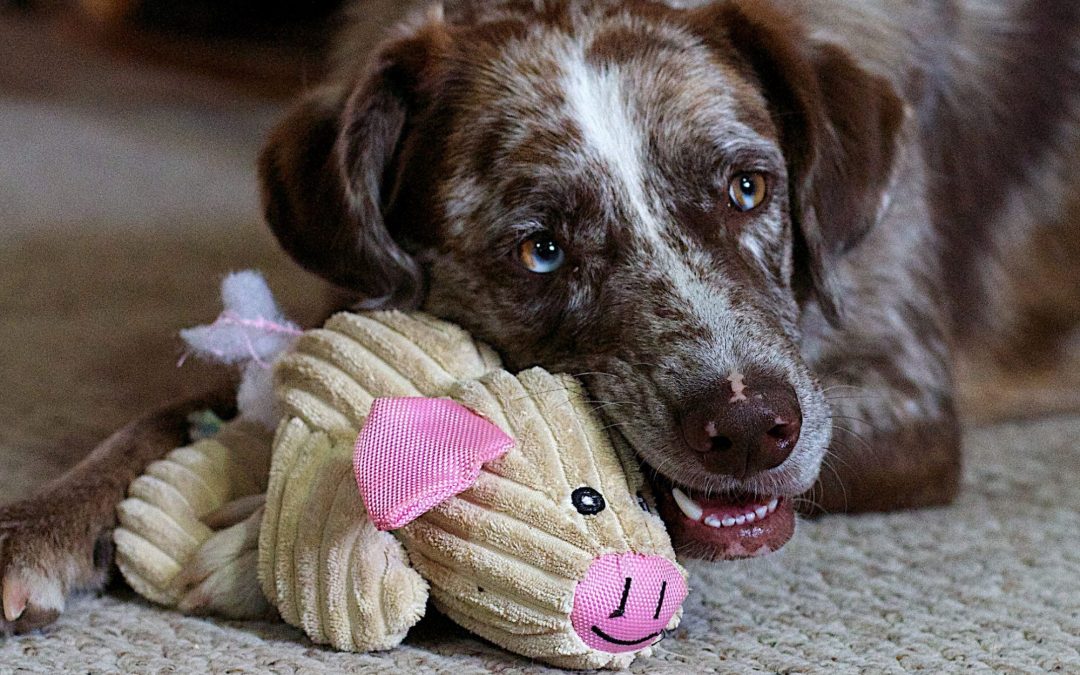 Dog Toys: Benefits and Recommendations