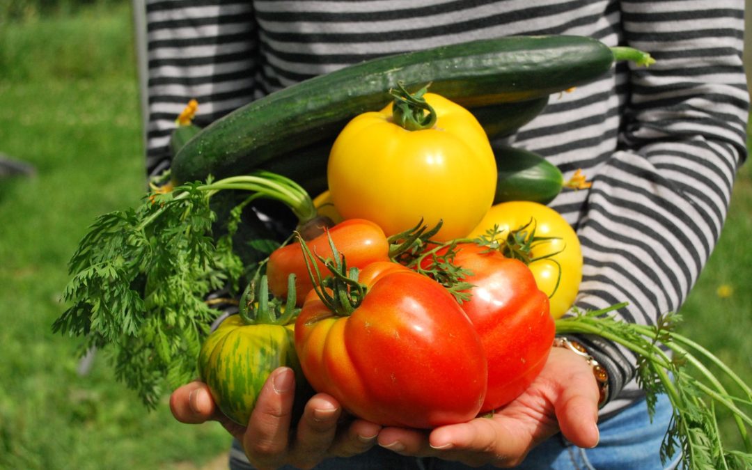 Top Summer Vegetables to Grow at Home