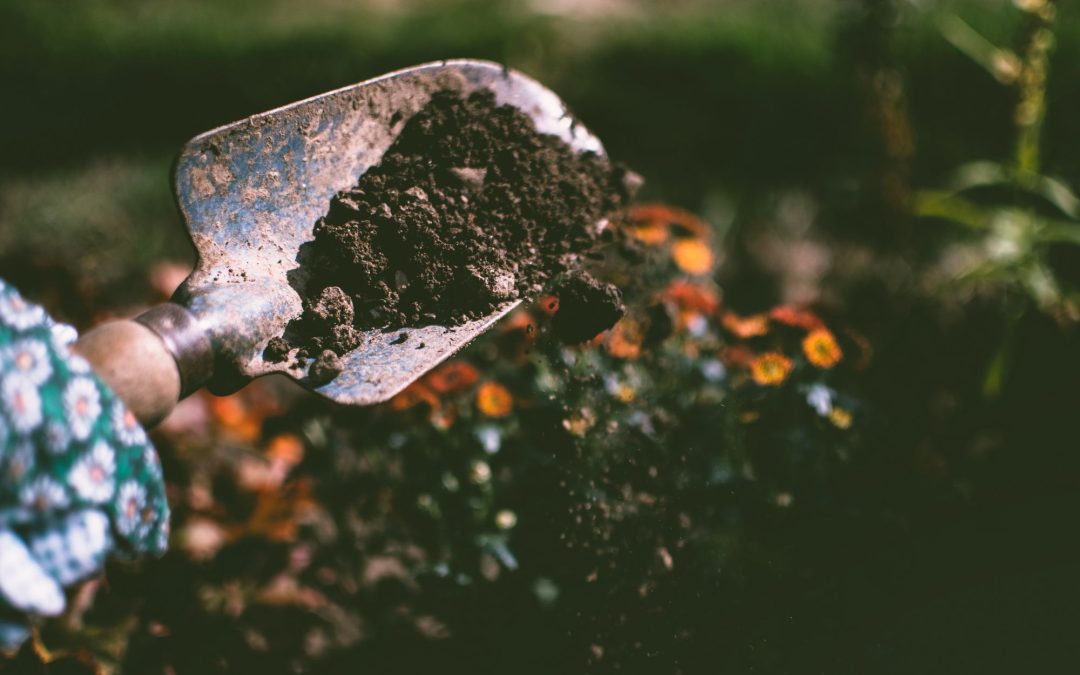 How to Understand Soil and Plant Health